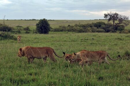 Pride of lions is going to hunt. On the green grass of the savannah a group of wild animals - a young lion and three lionesses. Kenya, Masai Mara Park.の写真素材