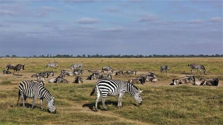Wild animals in the savannah of Kenya. Group of zebras, impalas and wildebeests in Masai Mara park. Some animals graze, others lie, resting in the dust of the savannah. Summer sunny day.の写真素材