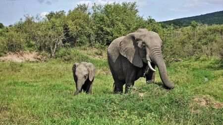 Mom elephant and her baby graze peacefully on the green grass in the Masai Mara Park, Kenya. Wrinkled gray skin, trunk, tusks, large ears, a bunch of grass in the mouth are clearly visible. Background - bushes, hill, blue sky.の写真素材