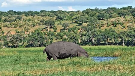 The wild hippo lowered its head and prepares to dive into the swamp. Around is lush green grass, in...