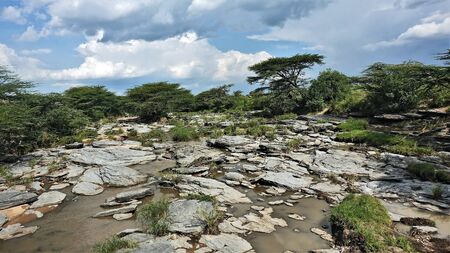 The bed of the African river in the dry season. Between large, flat stones, little muddy water...
