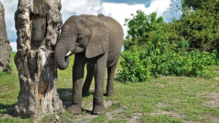 A cute baby elephant stands near the trunk of an old tree. Eyes with long eyelashes, short tusks, toes, wrinkled skin are clearly visible. The baby put the trunk in his mouth. Background - sky with clouds, green shrubs. Botswanaの写真素材