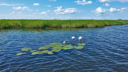 Landscape on a summer sunny day. On the blue surface of the river are the leaves and white flowers...