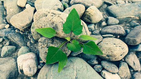 Stones and plant background. A small green blade of grass grows between the lifeless stones. Fresh bright curly leaves. Life wins.の写真素材