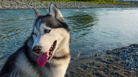 Siberian husky on the river bank. Close-up. A fluffy black-white dog sits, turned its head, mouth open. A red tongue, teeth, blue eyes are visible.の写真素材