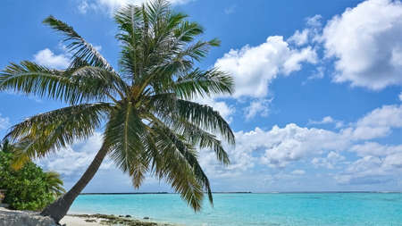 On a sandy beach, a palm tree bent over the aquamarine ocean. Azure sky with picturesque clouds. There are no people. Summer. Maldives.の写真素材