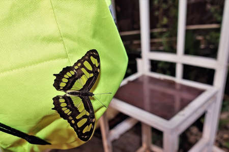 A bright butterfly sat down on a backpack. The color of the wings and the backpack is the same: yellow and black. Disguise.の写真素材