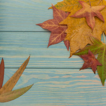Autumn background. Fallen leaves on blue wooden planks: red, yellow, green. In the upper right...