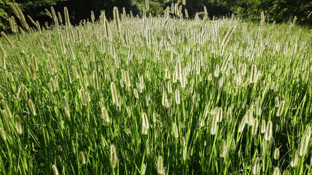 Forest glade in the sun. Lots of fluffy spikelets in full screen. The meadow is surrounded by trees.