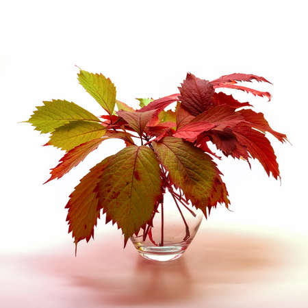 Autumn colors. In a glass vase is a bouquet of carved fallen leaves of wild grapes. The shades are bright reds, oranges, greens. There is a pink shadow under the vase. Isolated on a white background.の写真素材