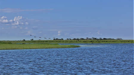Calm, peaceful landscape. Green grass grows on the banks of the blue river. A flock of birds is flying in the azure sky. Botswana. Chobe park.の写真素材