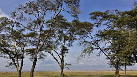 Beautiful umbrella acacias in the savannah against the blue sky. In the distance, among the clouds, the snow-capped peak of Mount Kilimanjaro is visible. Kenya. Amboseli park.の写真素材