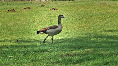 An important goose is leisurely walking on the green grass of the lawn. Beige plumage, black circles around the eyes. Cape Town botanical garden Kirstenboschの写真素材