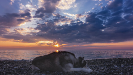 An adult husky dog lies on the beach pebbles. Fluffy black and white fur, blue eyes. Portrait against the background of the sunset sky and the sea. Beautiful clouds. Sun path on the waterの写真素材