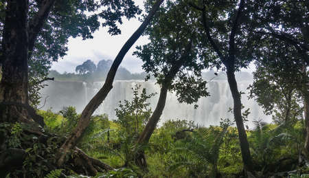 Through the trunks and branches of trees one can see the edge of the gorge and the rushing streams...