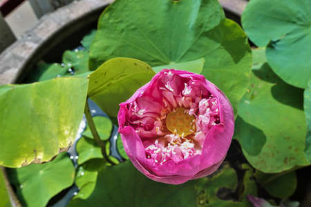Half-opened lotus flower close-up. Pink petals in the form of a bowl, yellow center. The background...