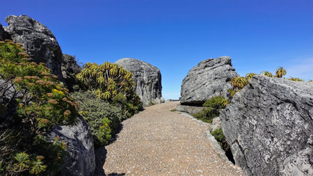 The footpath runs between gray boulders with exotic vegetation. Ahead is a passage and a clear blue sky. Table Mountain. Cape Town.の写真素材