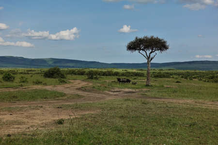 A dirt road winds through the African savannah. A group of wildebeest stands next to a lone tree....