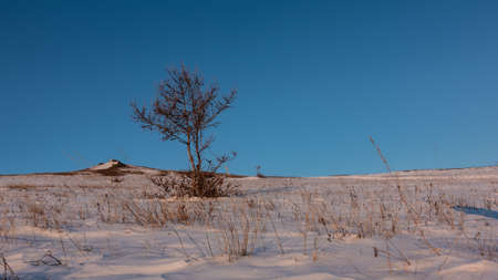 A leafless tree on a snowy plain. Trunk and bare branches against a clear blue sky. Snow sparkles in the golden-pink rays of the morning sun. There are many stalks of dry grass around. Siberiaの写真素材