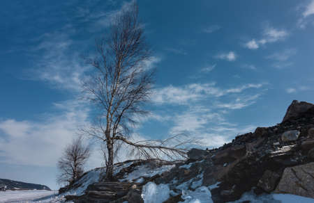 A birch grows on the slope of a snow-covered hill. One branch is broken, bent to the ground. Bare...
