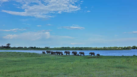 A herd of elephants on the banks of the river, at a watering hole. Green grass all around. There are...