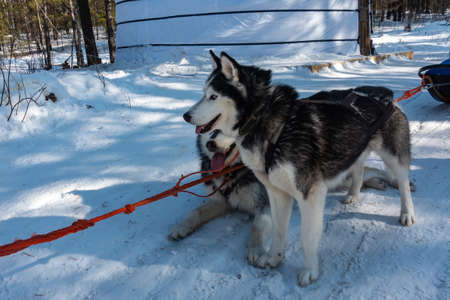 Siberian huskies are harnessed, standing on a snowy road. Black and white fluffy fur, blue eyes. The red ropes are stretched. A yurt is visible in the distance.の写真素材