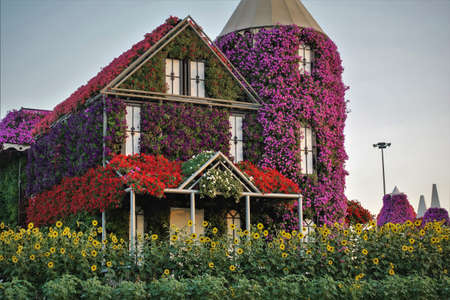 The walls and roofs of the fairytale houses are covered with blooming multi-colored petunias. There are bright yellow flowers in the flowerbed. Dubaiの写真素材