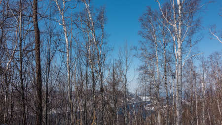 Winter birch grove. Against the background of the blue sky, white trunks, bare branches. In the distance there is a mountain range, an ice-free river. Siberia. Angaraの写真素材