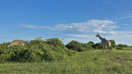 Giraffes graze in the African savannah. Long necks are inclined towards green bushes. One animal walks on grass. Blue sky. Sunny day. Botswana. Chobe parkの写真素材