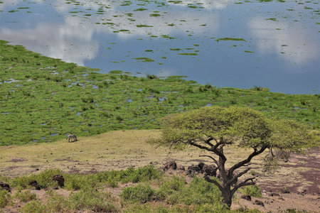 The lake has marshy shores. The blue sky and clouds are reflected in the water. A zebra grazes on the land of the savanna. A picturesque umbrella acacia tree in the foreground. Kenya. Amboseli Parkの写真素材