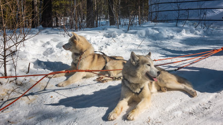 A pair of pale Siberian huskies is harnessed and lies on a snow-covered road. The red ropes are stretched. The yurt is visible from behind. Siberiaの写真素材