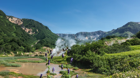 Lakes and steam from hot springs are visible in the Valley of Geysers. There is green vegetation on the mountain slopes. Blue sky. Purple wildflowers are in the foreground. Kamchatkaの写真素材