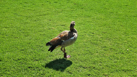 An Egyptian goose stands alone on a green lawn. The head is turned. One leg is raised. A shadow on the grass. Cape Town, South Africa.の写真素材