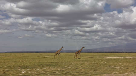 Two graceful giraffes are walking on the endless African savanna covered with yellowed grass. Picturesque cumulus clouds in a blue sky. Kenya. Amboseli Parkの写真素材