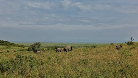 A family of elephants walks in the endless African savanna among the tall yellowed grass. There are picturesque clouds in the blue sky. Kenya. Maasai mara parkの写真素材