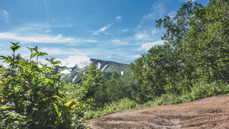 A dirt road runs through the forest. Tire tracks on wet clay. There is lush green vegetation on the roadsides. Mountains against the blue sky. Kamchatka.の写真素材