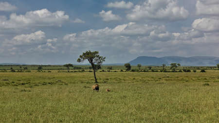 A pair of wild lions in the vast African savannah. Green grass and trees are all around. In the...