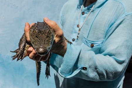 A man holds a small baby crocodile in his hands. Close-up. Full-face view. A shiny patterned skin, eyes, paws with clawed fingers spread out are visible. Egyptの写真素材