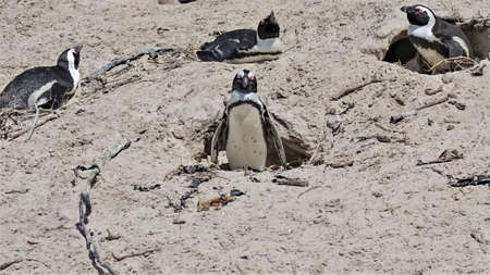 African penguins on Boulders Beach in Cape Town. Black and white birds lie on the sand and sit in their nests. South africaの写真素材