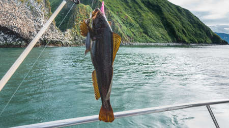 Freshly caught sea bass. close-up. Spiny fins are visible, a fishing rod with a fishing line. The...