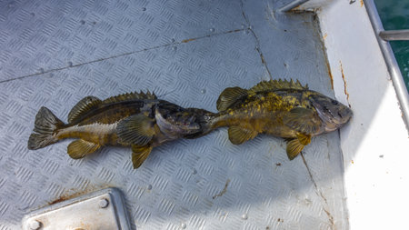 Two freshly caught sea bass are lying on the metal deck of the yacht. Wet spotted scales, spiny fins...