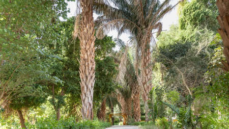 A paved path passes through the botanical garden. Tall palm trees and lush green vegetation grow on the roadsides. Egypt. Kitchener Islandの写真素材