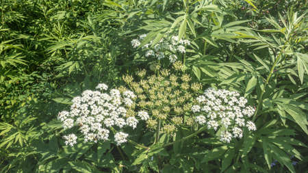Blooming hogweed on a background of lush green leaves. Large umbellate white inflorescences. top...