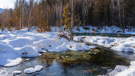 Spring stream flows between snowdrifts. Thawed snow and dry grass on the banks. In the distance - the forest. Altaiの写真素材
