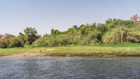Lush bushes grow on the riverbank. Black ibis birds walk on the grass. Azure clear sky, blue water....