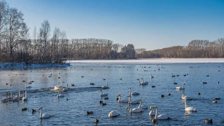 Graceful white swans and ducks swim in the ice-free lake. Trees grow on snow-covered shores. clear blue sky. Steam over the water. Altai. Lake Svetloyeの写真素材
