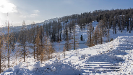 The forest grows on the snow-covered slopes of the mountains. Coniferous and bare deciduous trees stand in snowdrifts. The steps on the cleared path are visible. blue sky and clouds. Altaiの写真素材