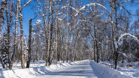 Winter straight road in the birch forest. There are trees on the roadsides in snowdrifts: white...