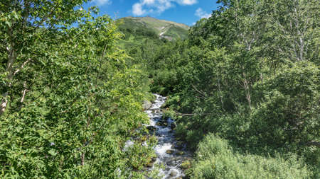 The stream flows down a wooded hillside. The water is foaming. Lush green vegetation all around. In...
