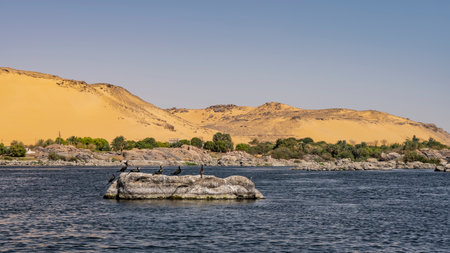 Seabirds are sitting on a picturesque boulder in the riverbed. Green vegetation on the shore. High sand dunes against a clear blue sky. Egypt. Nileの写真素材
